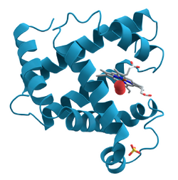 A representation of the 3D structure of the protein myoglobin showing turquoise α-helices.