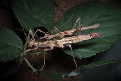 Sungaya ibaloi Benguet - pair.jpg