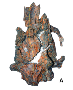 Hydrochoerus hesperotiganites dorsal.png