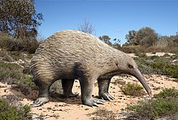 Zaglossus hacketti A6 digital.jpg