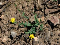 Hypericum gramineum.jpg