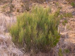 Allocasuarina Kings Tableland.jpg