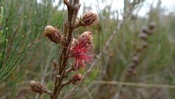 Allocasuarina nana female flower (8199935188).jpg