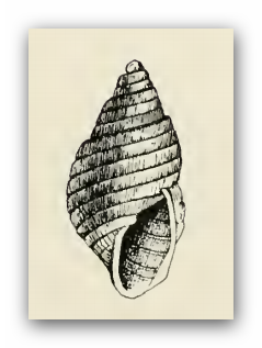 Odostomia callipyrga 001.png