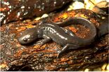 A. jeffersonianum
