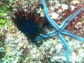 Blue urchin and blue seastar.jpg