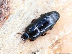 Platysoma angustatum 01.JPG