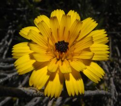 Tolpis barbata Sebk 006.jpg