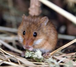 Harvest mouse1.jpg