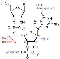 RNA chemical structure.GIF