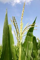 Many small male flowers make up the tassel.