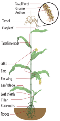 Parts of a maize plant