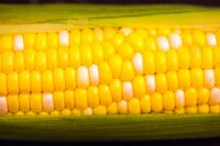 Semi-peeled corn on the cob