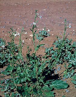 Nicotiana occidentalis.jpg