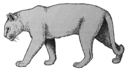 De vroeg-pleistocene sabeltandkat, Homotherium crenatidens (2008) Panthera onca gombaszoegensis.png