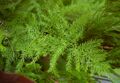 Asparagus setaceus