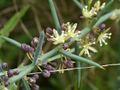 Asparagus stipularis