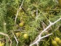 Asparagus umbellatus