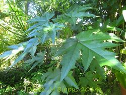 Obetia ficilifolia.jpg