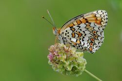 Butterfly Knapweed Fritillary - Melitaea phoebe.jpg