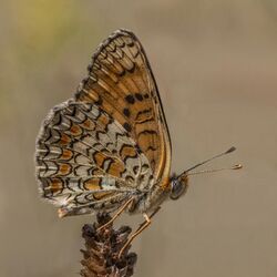 Knapweed fritillary (Melitaea phoebe) underside Bulgaria.jpg