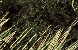 Callitriche hermaphroditica NRCS-1.jpg