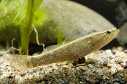 Eleotrinae oxycephala(Yaizu,Shizuoka,Japan,2007).jpg