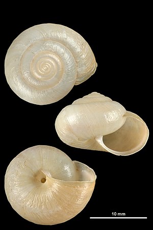 Monacha cantiana (MNHN-IM-2010-13205).jpeg