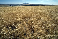 Barley field