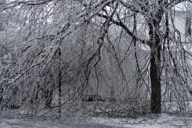 A tree covered in ice