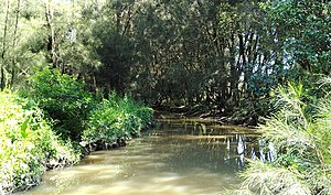 Swamp Oak Forest.jpg