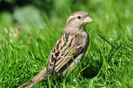Arboretum - Passer domesticus 2010-09-20 15-19-06.JPG