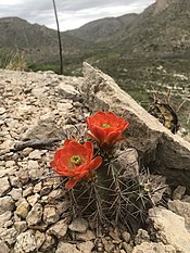 Claretcup Cactus (51202554266).jpg