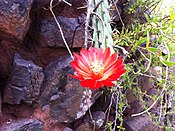 Flor de Corryocactus erectus en Pikillaqta.jpg