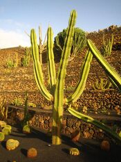 Neoraimondia Herzogiana.jpg