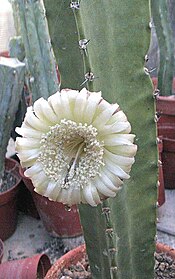 Pachycereus (Pterocereus) gaumerii.jpg