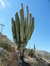 Pachycereus fulviceps (5753604809).jpg