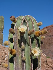 Pachycereus pringlei (5708603409).jpg