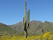 Saguaro Cactus - Carnegiea gigantea (32707607733).jpg