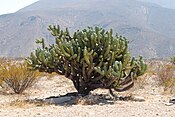 UnidentifiedCactusSierraGorda.JPG