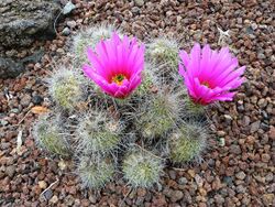 Echinocereus stramineus.jpg