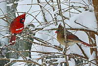 Northern cardinal.jpg