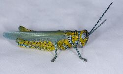 Poecilotettix pantherinus - inat 10158745.jpg