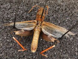 Ageneotettix deorum top (48882347822).jpg