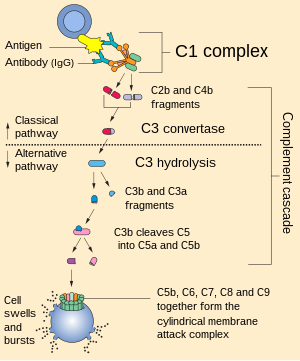 Complement pathway.svg
