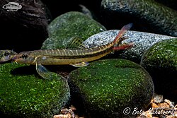 Nemacheilus anguilla.jpg