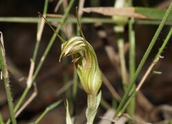 Pterostylis ophioglossa.jpg