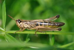 Chorthippus parallelus qtl3.jpg