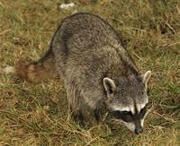Cozumel Island raccoon