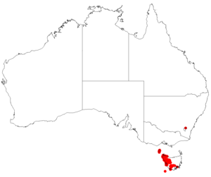 AllocasuarinazephyreaDistributionMap54.png